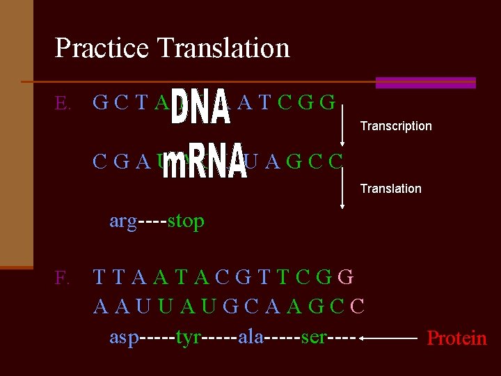 Practice Translation E. G C T A T C A A T C G