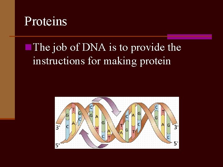 Proteins n The job of DNA is to provide the instructions for making protein