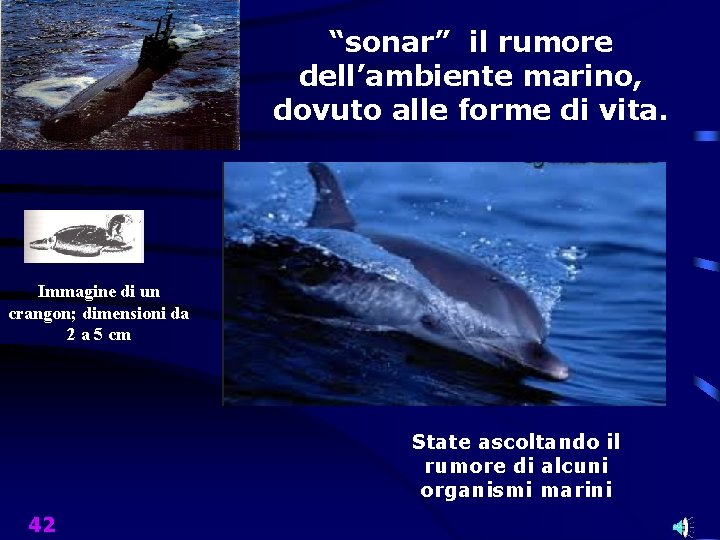 “sonar” il rumore dell’ambiente marino, dovuto alle forme di vita. Immagine di un crangon;