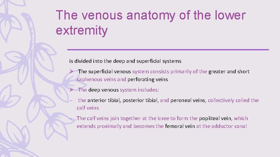 The venous anatomy of the lower extremity is divided into the deep and superficial