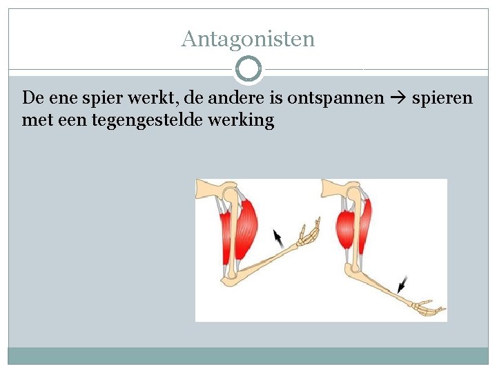 Les 6 Spieren GZK ANATOMIE FYSIOLOGIE Inhoud Terugblik