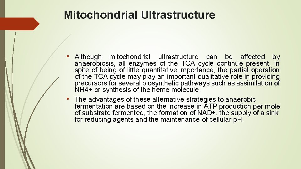 Mitochondrial Ultrastructure • Although mitochondrial ultrastructure can be affected by • anaerobiosis, all enzymes