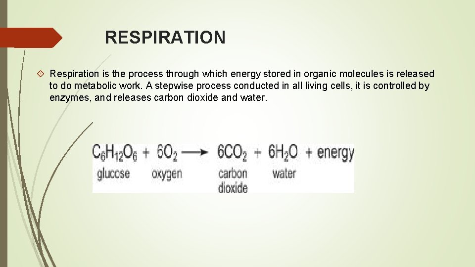 RESPIRATION Respiration is the process through which energy stored in organic molecules is released