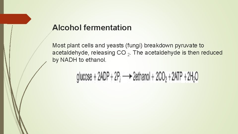 Alcohol fermentation Most plant cells and yeasts (fungi) breakdown pyruvate to acetaldehyde, releasing CO