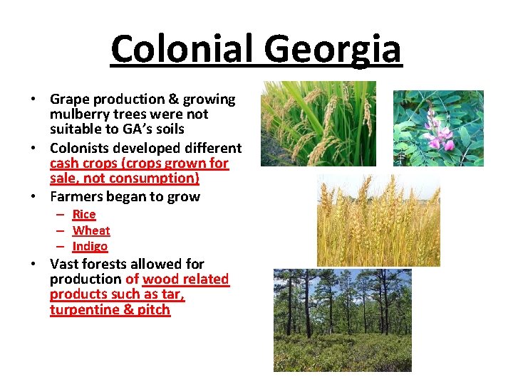 Colonial Georgia • Grape production & growing mulberry trees were not suitable to GA’s