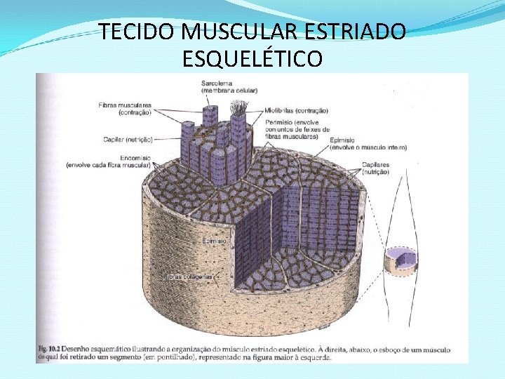 TECIDO MUSCULAR ESTRIADO ESQUELÉTICO 