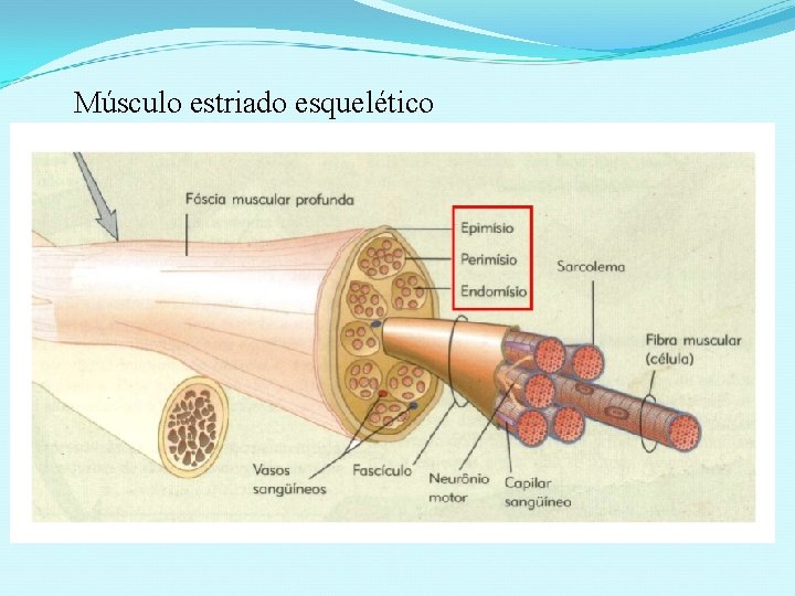 Músculo estriado esquelético 