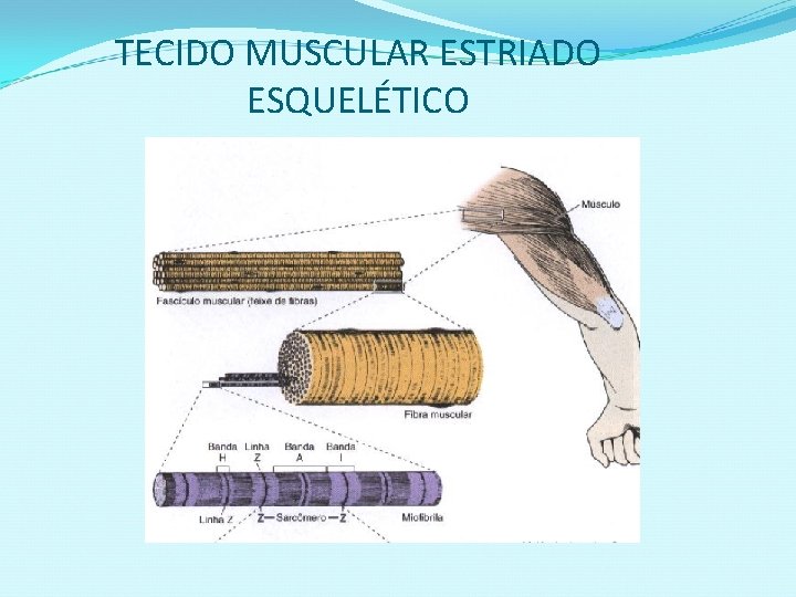 TECIDO MUSCULAR ESTRIADO ESQUELÉTICO 