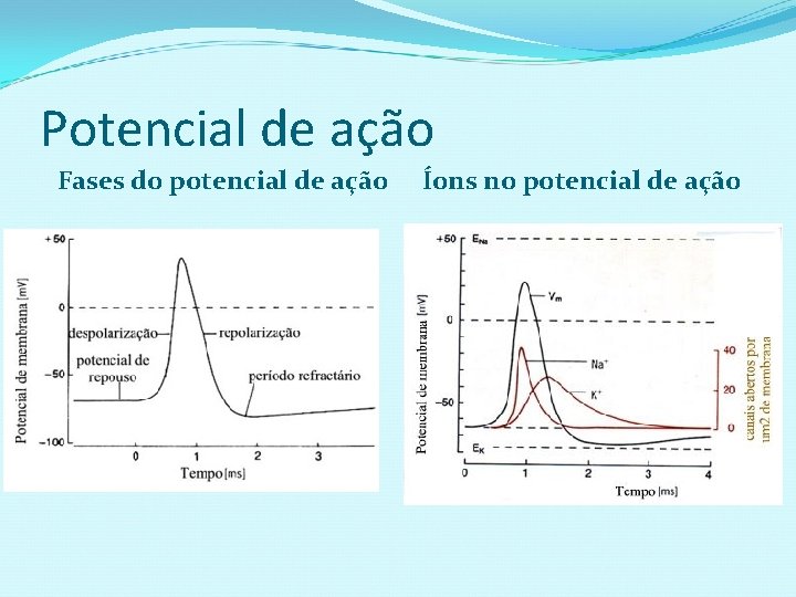 Potencial de ação Fases do potencial de ação Íons no potencial de ação 