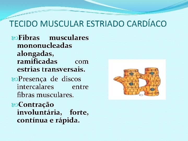 TECIDO MUSCULAR ESTRIADO CARDÍACO Fibras musculares mononucleadas alongadas, ramificadas com estrias transversais. Presença de