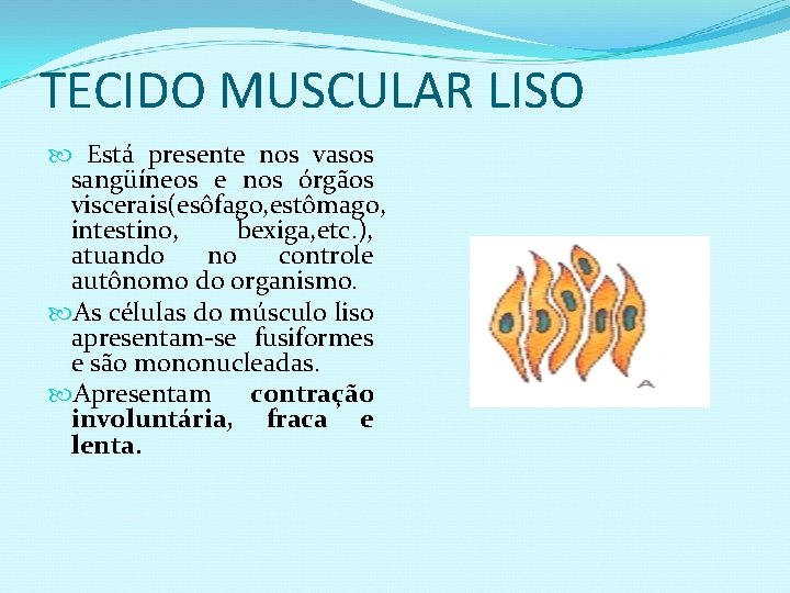 TECIDO MUSCULAR LISO Está presente nos vasos sangüíneos e nos órgãos viscerais(esôfago, estômago, intestino,