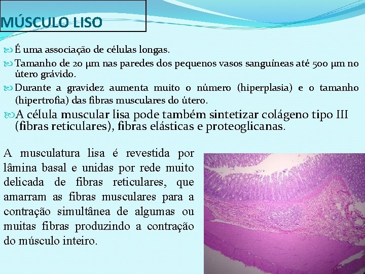 MÚSCULO LISO É uma associação de células longas. Tamanho de 20 µm nas paredes