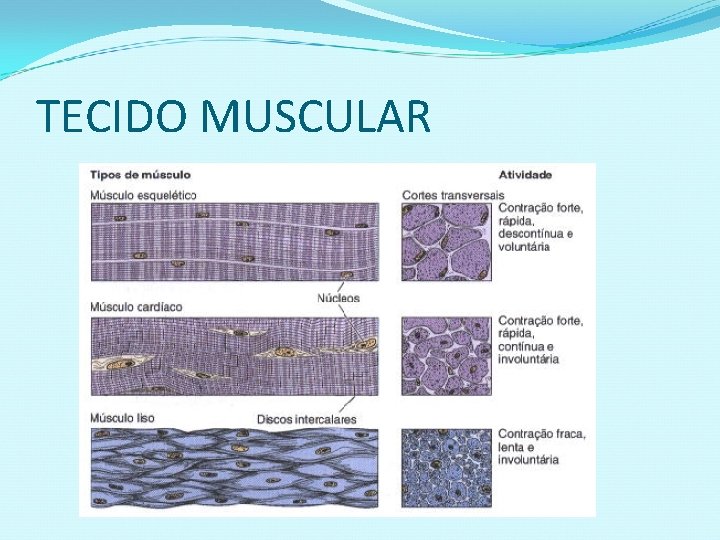 TECIDO MUSCULAR 