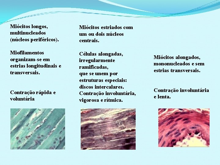 Miócitos longos, multinucleados (núcleos periféricos). Miócitos estriados com um ou dois núcleos centrais. Miofilamentos