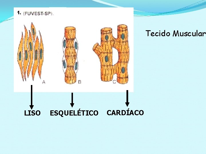 Tecido Muscular LISO ESQUELÉTICO CARDÍACO 