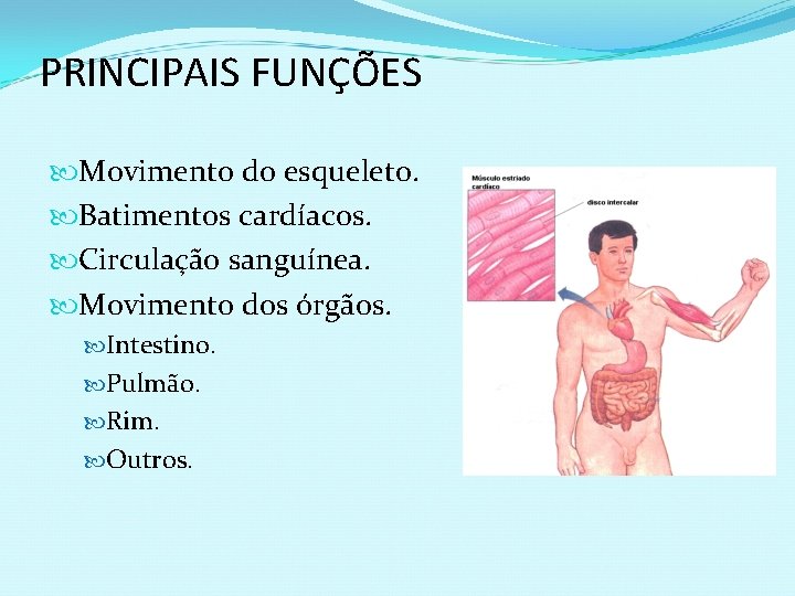 PRINCIPAIS FUNÇÕES Movimento do esqueleto. Batimentos cardíacos. Circulação sanguínea. Movimento dos órgãos. Intestino. Pulmão.