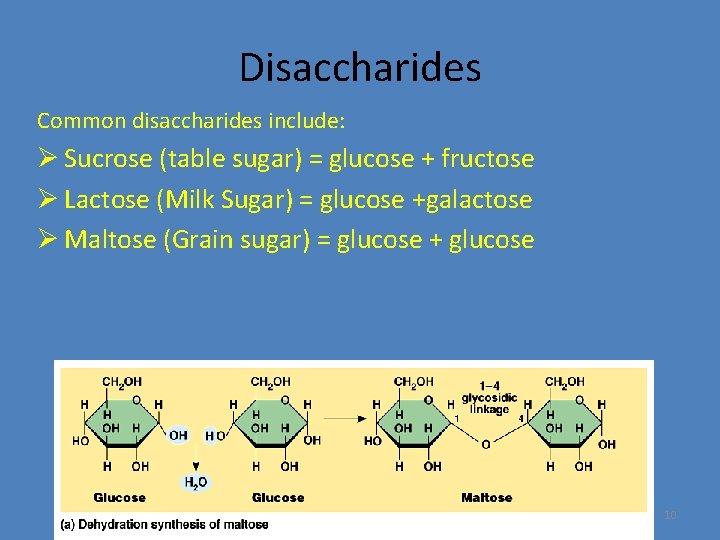 Disaccharides Common disaccharides include: Ø Sucrose (table sugar) = glucose + fructose Ø Lactose