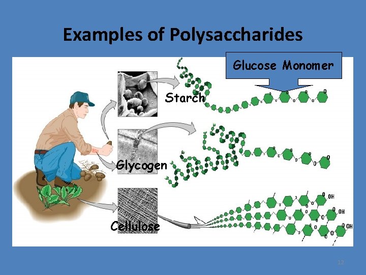 Examples of Polysaccharides Glucose Monomer Starch Glycogen Cellulose 12 