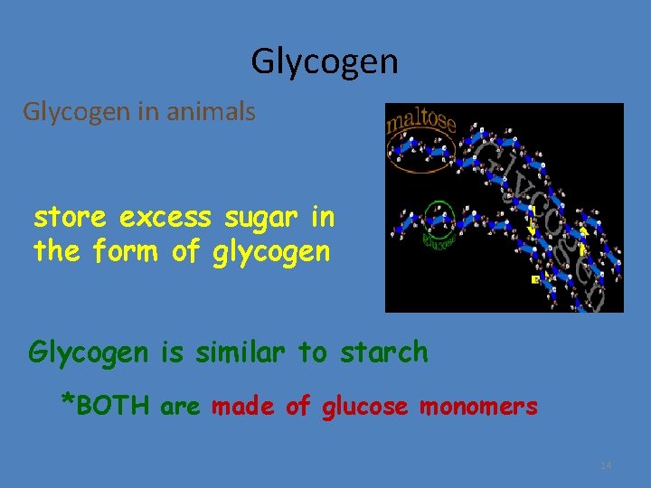 Glycogen in animals store excess sugar in the form of glycogen Glycogen is similar