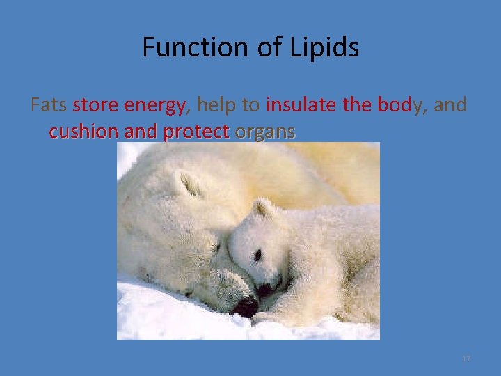 Function of Lipids Fats store energy, help to insulate the body, and cushion and