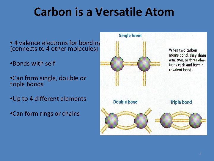 Carbon is a Versatile Atom • 4 valence electrons for bonding (connects to 4