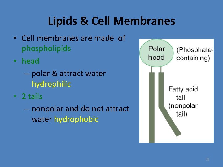 Lipids & Cell Membranes • Cell membranes are made of phospholipids • head –