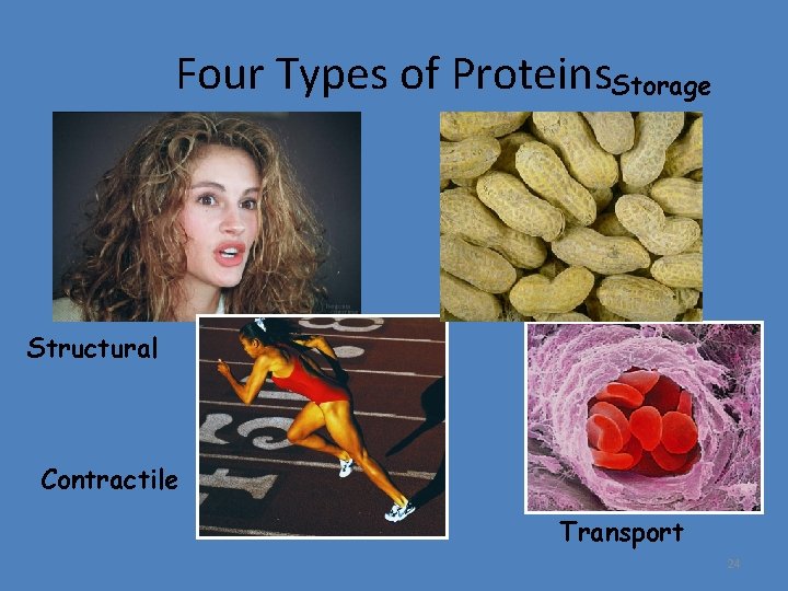 Four Types of Proteins. Storage Structural Contractile Transport 24 