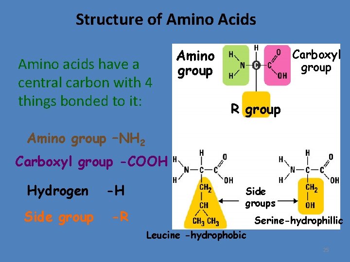 Structure of Amino Acids Amino acids have a central carbon with 4 things bonded