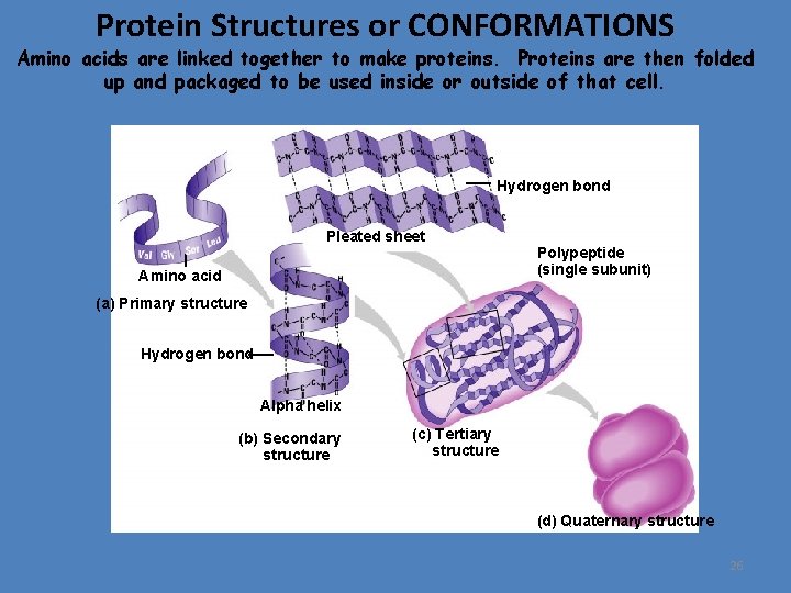 Protein Structures or CONFORMATIONS Amino acids are linked together to make proteins. Proteins are