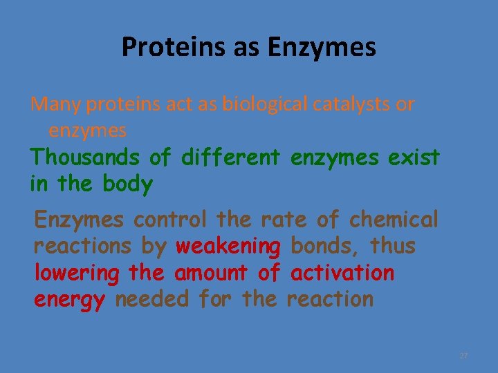 Proteins as Enzymes Many proteins act as biological catalysts or enzymes Thousands of different