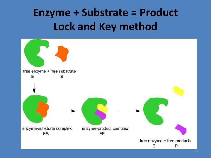 Enzyme + Substrate = Product Lock and Key method 28 