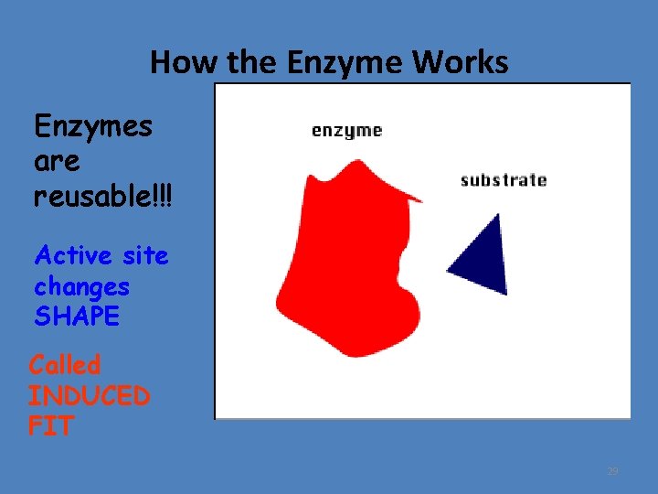 How the Enzyme Works Enzymes are reusable!!! Active site changes SHAPE Called INDUCED FIT