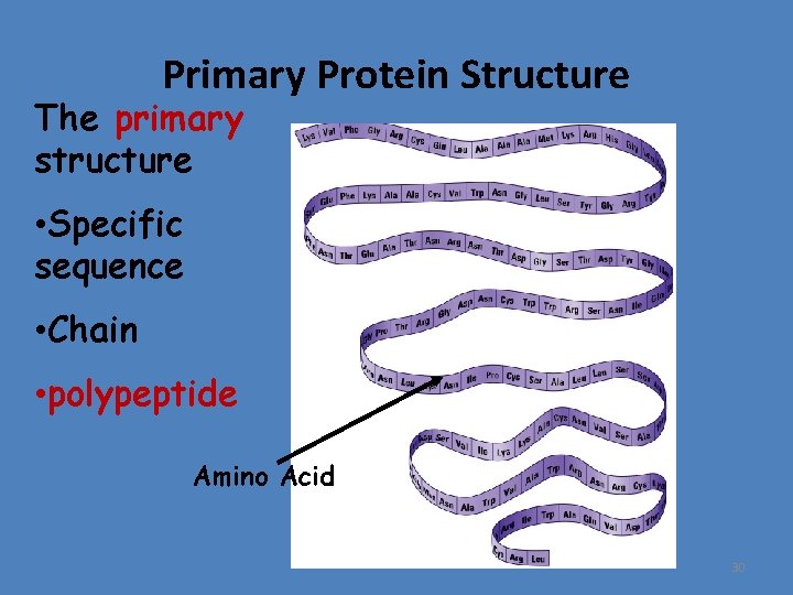 Primary Protein Structure The primary structure • Specific sequence • Chain • polypeptide Amino
