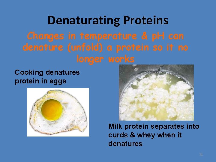 Denaturating Proteins Changes in temperature & p. H can denature (unfold) a protein so