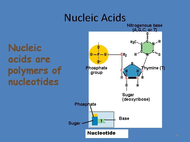 Nucleic Acids Nucleic acids are polymers of nucleotides Nitrogenous base (A, G, C, or