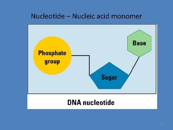 Nucleotide – Nucleic acid monomer 35 