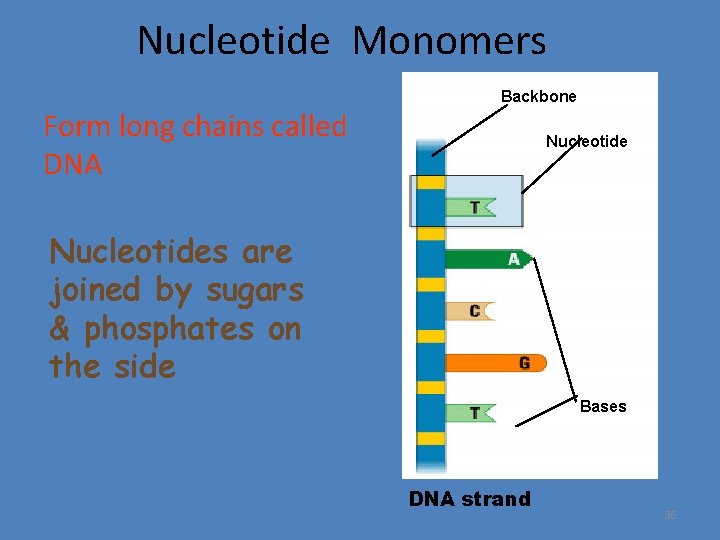 Nucleotide Monomers Backbone Form long chains called DNA Nucleotides are joined by sugars &