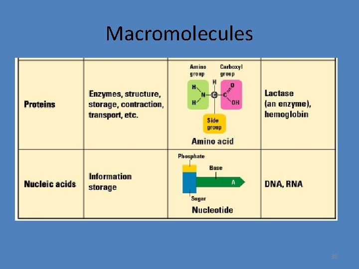 Macromolecules 38 
