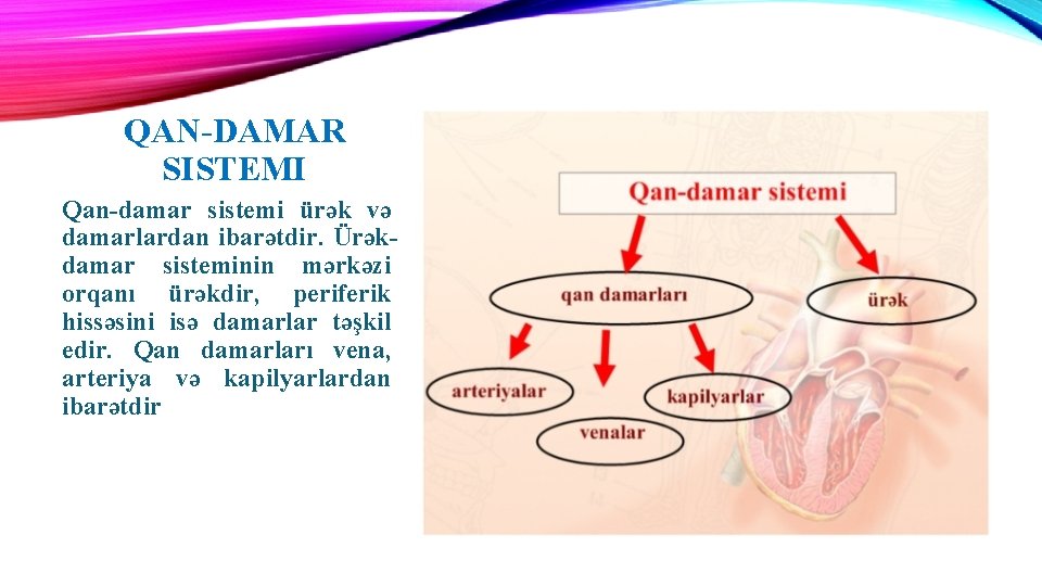 QAN-DAMAR SISTEMI Qan-damar sistemi ürək və damarlardan ibarətdir. Ürəkdamar sisteminin mərkəzi orqanı ürəkdir, periferik