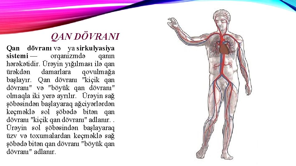 QAN DÖVRANI Qan dövranı və ya sirkulyasiya sistemi — orqanizmdə qanın hərəkətidir. Ürəyin yığılması