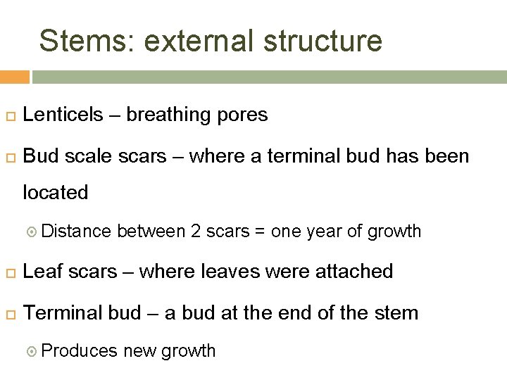 Stems: external structure Lenticels – breathing pores Bud scale scars – where a terminal