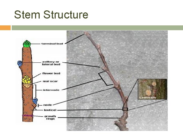 Stem Structure 