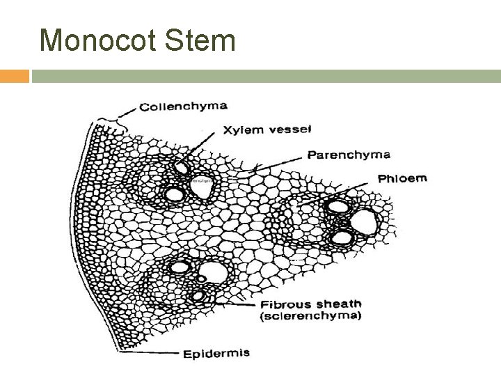 Monocot Stem 