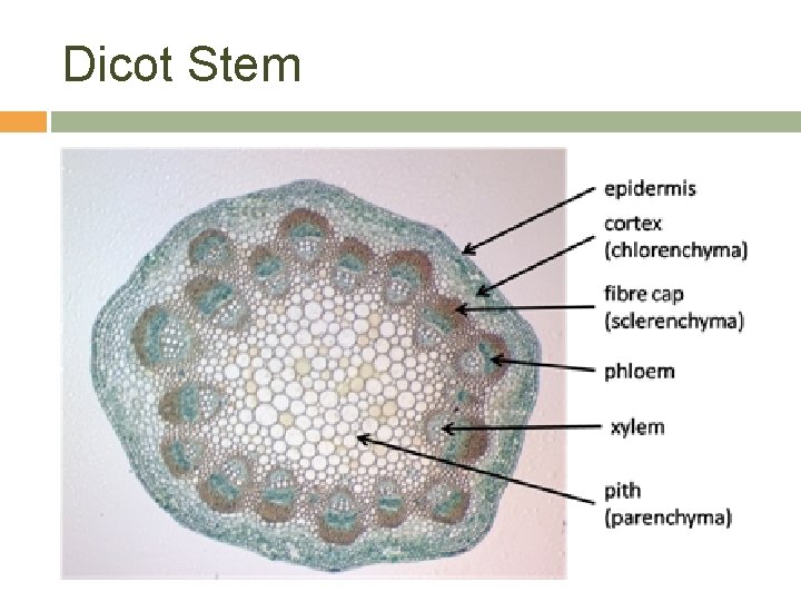 Dicot Stem 