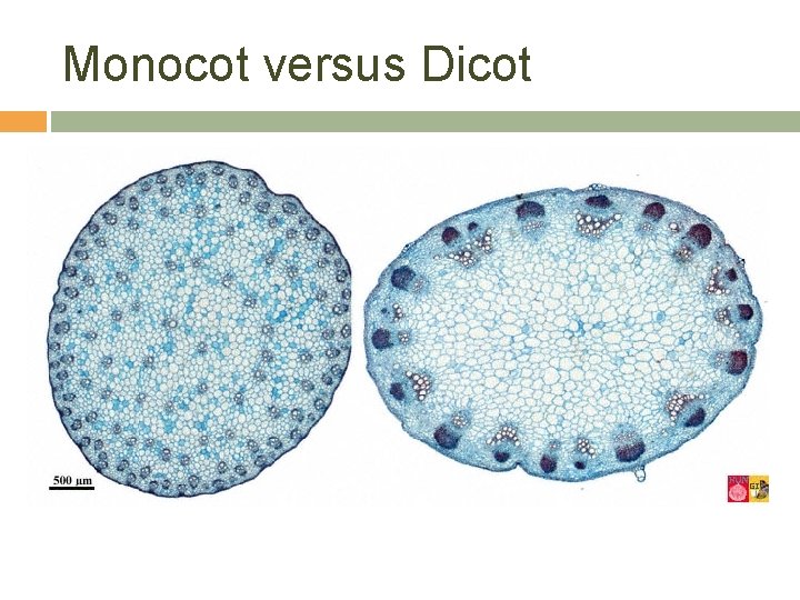 Monocot versus Dicot 