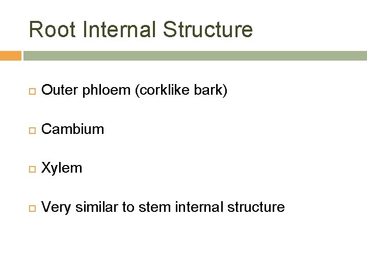 Root Internal Structure Outer phloem (corklike bark) Cambium Xylem Very similar to stem internal