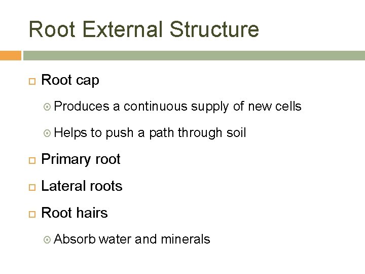 Root External Structure Root cap Produces Helps a continuous supply of new cells to
