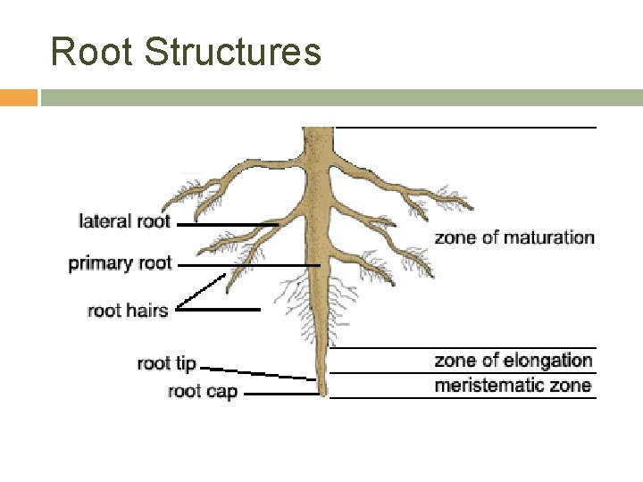 Root Structures 