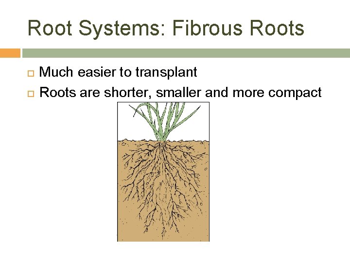 Root Systems: Fibrous Roots Much easier to transplant Roots are shorter, smaller and more