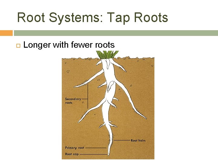 Root Systems: Tap Roots Longer with fewer roots 